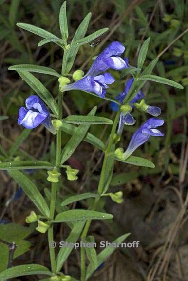 scutellaria siphocampyloides 5 graphic